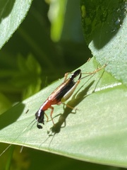 Cranistus colliurides