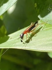 Cranistus colliurides