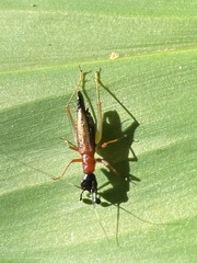 Cranistus colliurides