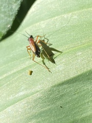 Cranistus colliurides