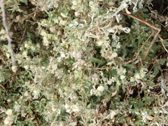 Atriplex lindleyi