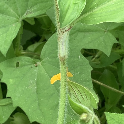 Thunbergia image