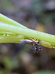 Bocydium globulare