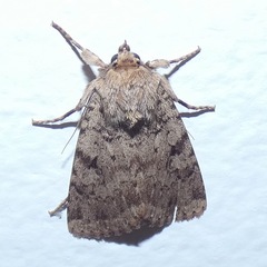 Amphipyra effusa
