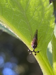 Bocydium globulare