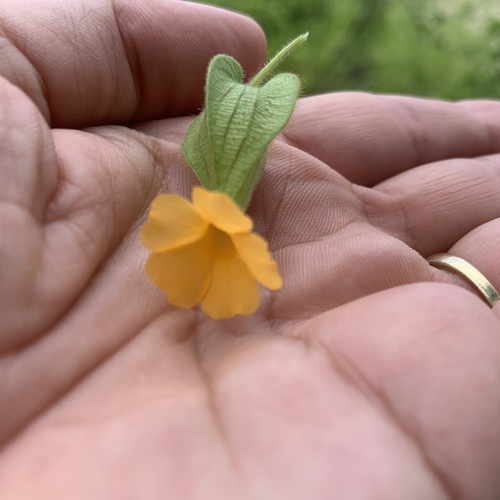 Thunbergia reticulata image