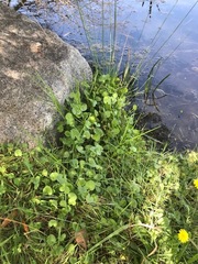 Centella cordifolia