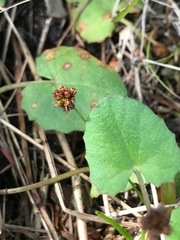 Centella cordifolia