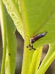 Bocydium globulare