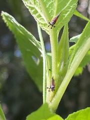 Bocydium globulare