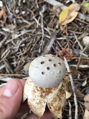 Myriostoma
