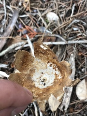 Myriostoma