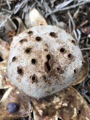 Myriostoma