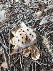 Myriostoma