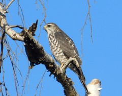 Accipiter brevipes