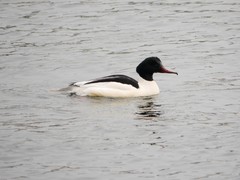 Mergus merganser