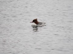 Mergus merganser