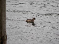 Tachybaptus ruficollis