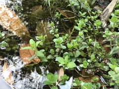 Rotala rotundifolia