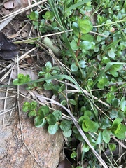 Rotala rotundifolia
