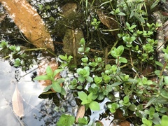 Rotala rotundifolia