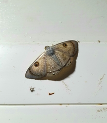 Argyrotome melae
