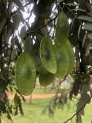 Leptolobium dasycarpum