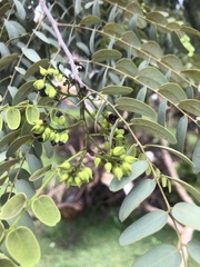 Leptolobium dasycarpum