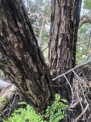 Leptolobium dasycarpum