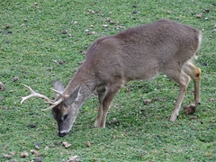 Odocoileus virginianus ustus
