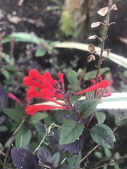 Scutellaria incarnata