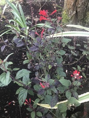 Scutellaria incarnata