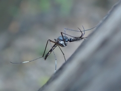 Toxorhynchites splendens