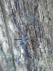 Toxorhynchites splendens