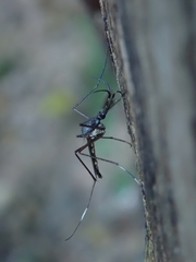 Toxorhynchites splendens