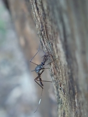 Toxorhynchites splendens