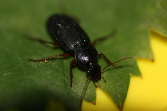 Ophonus incisus