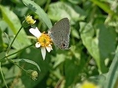 Catochrysops panormus exiguus