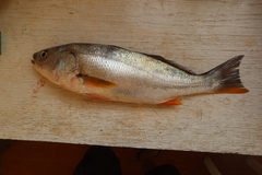 Cynoscion analis