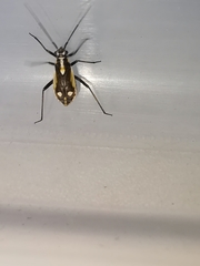 Capsodes sulcatus
