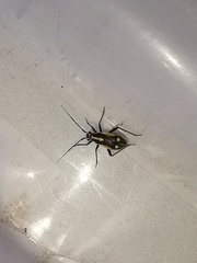 Capsodes sulcatus