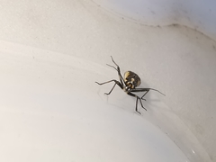 Capsodes sulcatus