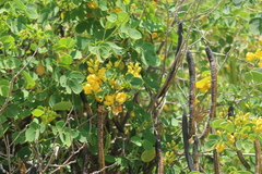 Senna bicapsularis augusti