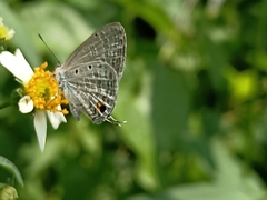 Catochrysops panormus exiguus