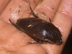 Hydrophilus aculeatus