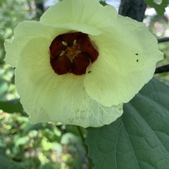 Hibiscus ovalifolius