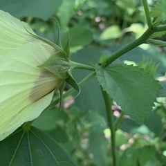 Hibiscus ovalifolius