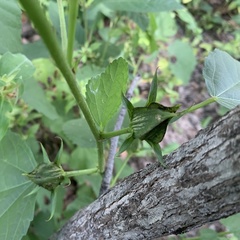 Hibiscus ovalifolius