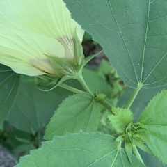 Hibiscus ovalifolius
