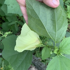 Hibiscus ovalifolius